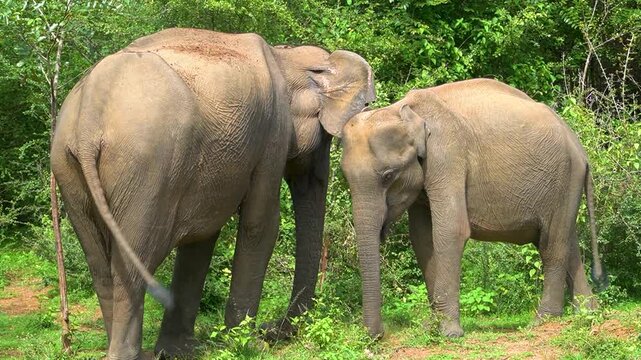 A majestic pair of Sri Lankan elephants (Elephas maximus maximus) roaming through the grasslands of Udawalawe National Park, Sri Lanka, in its natural habitat close up.
