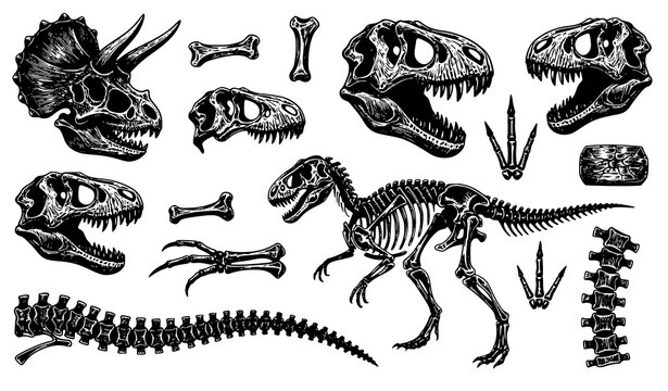 Dinosaur Fossil Bones and Skulls Collection Illustration