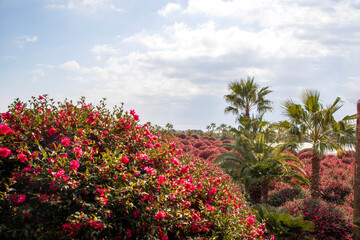 제주 동백수목원