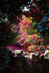 제주 동백수목원 동백꽅