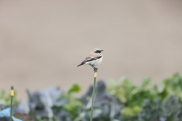 The desert wheatear (Oenanthe deserti) is a wheatear. This photo was taken in Japan.