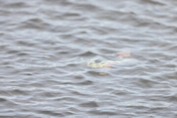 The bufflehead (Bucephala albeola) is a small sea duck of the genus Bucephala, the goldeneyes. This photo was taken in Japan.
