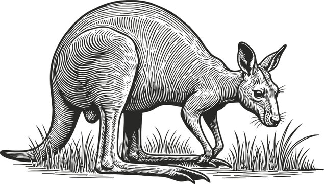 Detailed black and white illustration of a kangaroo grazing in the grass with fine etching lines