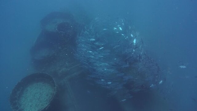 Jack fish circle on the shipwreck HTMS chang, Thailand