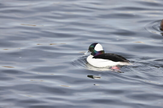 The bufflehead (Bucephala albeola) is a small sea duck of the genus Bucephala, the goldeneyes. This photo was taken in Japan.