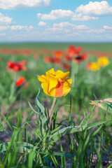 Yellow and Red Book Greig tulips in Kazakhstan in a field against the sky
