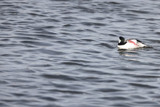 The bufflehead (Bucephala albeola) is a small sea duck of the genus Bucephala, the goldeneyes. This photo was taken in Japan.
