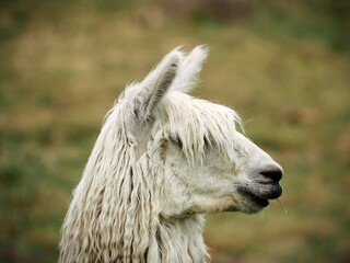 Obraz premium Cool alpaca 