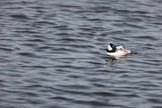 The bufflehead (Bucephala albeola) is a small sea duck of the genus Bucephala, the goldeneyes. This photo was taken in Japan.