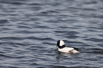 The bufflehead (Bucephala albeola) is a small sea duck of the genus Bucephala, the goldeneyes. This photo was taken in Japan.