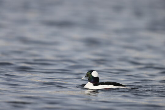 The bufflehead (Bucephala albeola) is a small sea duck of the genus Bucephala, the goldeneyes. This photo was taken in Japan.