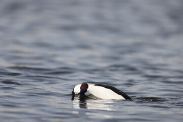 The bufflehead (Bucephala albeola) is a small sea duck of the genus Bucephala, the goldeneyes. This photo was taken in Japan.