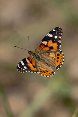 Vibrant butterfly in flight with orange wings