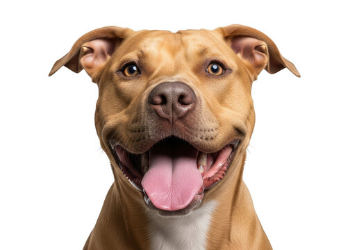 Happy pitbull dog with tongue out and smiling face isolated on transparent background