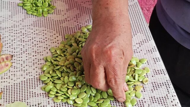 Hands of a woman shelling fresh green guaje seeds on a white tablecloth