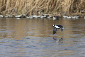The bufflehead (Bucephala albeola) is a small sea duck of the genus Bucephala, the goldeneyes. This photo was taken in Japan.