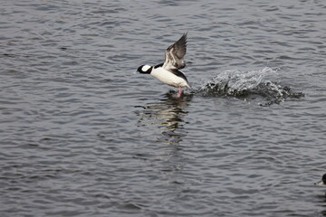 The bufflehead (Bucephala albeola) is a small sea duck of the genus Bucephala, the goldeneyes. This photo was taken in Japan.