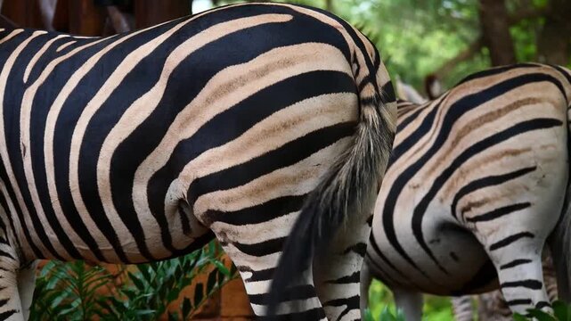 Fesses de z&egrave;bres