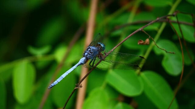 Libellule bleue aux reflets chrom&eacute;s