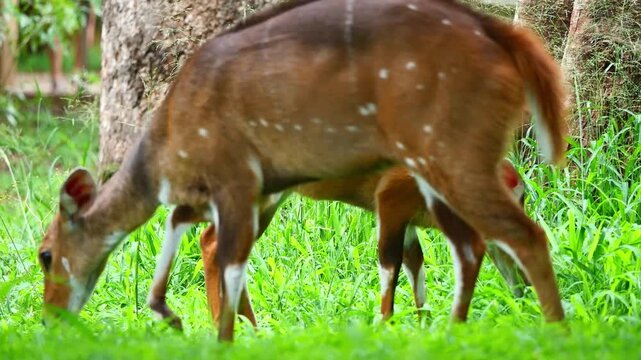 Jeune faon d&rsquo;impala broutant