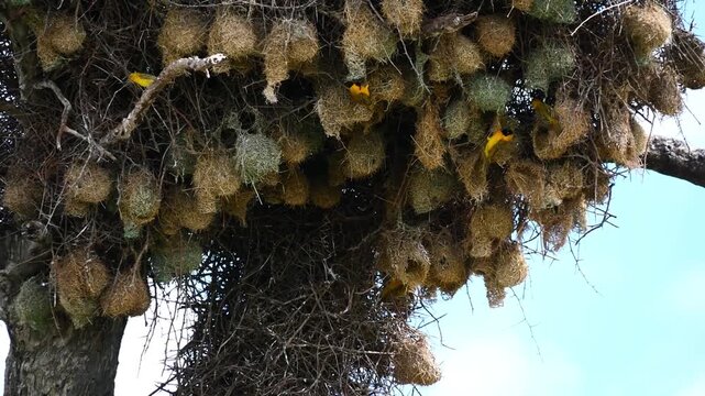 Nids de tisserand sur un arbre