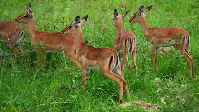 Femelles impalas broutant en groupe &ndash; vigilantes face aux pr&eacute;dateurs