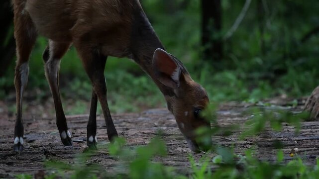 Jeune faon d&rsquo;impala broutant &ndash; regard m&eacute;fiant vers l&rsquo;objectif