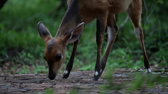 Faon d&rsquo;impala cherchant de la nourriture dans une brousse sombre &ndash; sortant du cadre