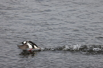 The bufflehead (Bucephala albeola) is a small sea duck of the genus Bucephala, the goldeneyes. This photo was taken in Japan.