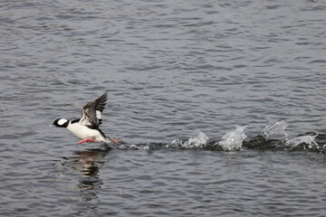 The bufflehead (Bucephala albeola) is a small sea duck of the genus Bucephala, the goldeneyes. This photo was taken in Japan.