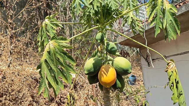 Ripe and green papayas (Carica papaya) hanging from a tree in a sunny field.