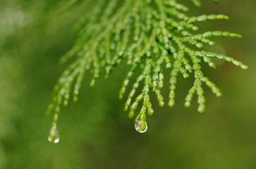 濡れたヒノキの葉