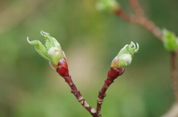 ミズキの芽開き