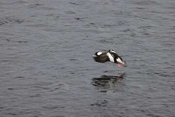 Naklejka premium The bufflehead (Bucephala albeola) is a small sea duck of the genus Bucephala, the goldeneyes. This photo was taken in Japan.