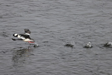 The bufflehead (Bucephala albeola) is a small sea duck of the genus Bucephala, the goldeneyes. This photo was taken in Japan.
