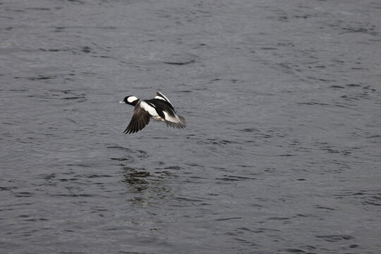 The bufflehead (Bucephala albeola) is a small sea duck of the genus Bucephala, the goldeneyes. This photo was taken in Japan.
