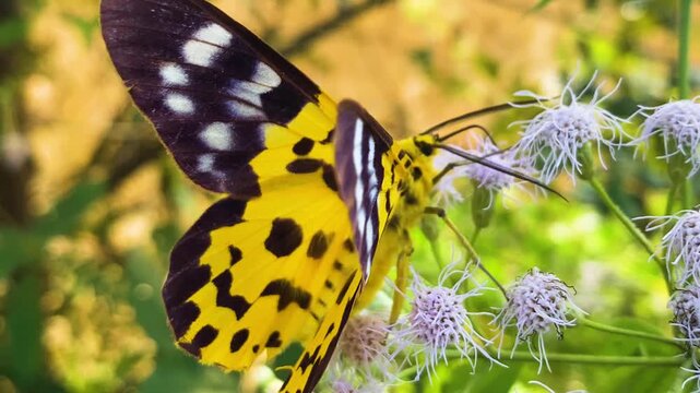 False tiger moth Dysphania militaris feeding on purple siam weed flower Bangladesh, vibrant yellow black wing.