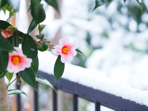 雪景色の中の椿の花