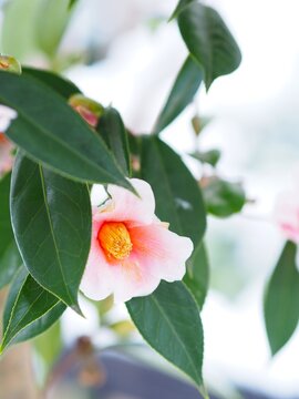 ピンク色の椿の花