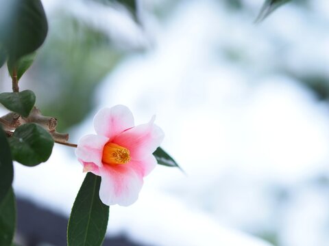 雪景色の中の椿の花