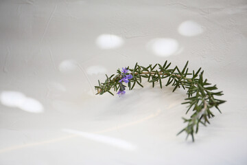 twig of rosemary with blue flowers on a white table
