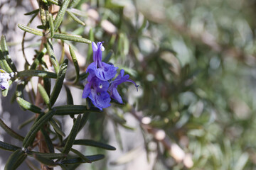 close up of blue flowers of rosemary blooming in a garden
