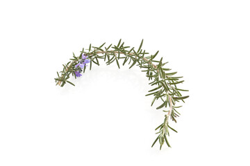 blooming rosemary isolated on a white background 