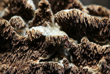 灰色のウスバシハイタケキノコの子実体と歯状突起アップ（薄歯状・自然下マクロ撮影） © SAIGLOBALNT