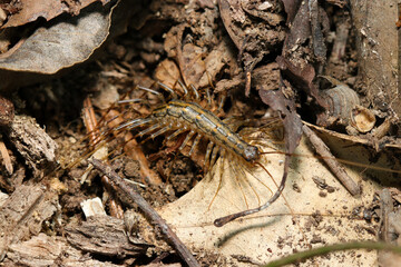 冬の山林土壌を徘徊する若いゲジ（アウトドアフィールド多足類マクロ撮影）