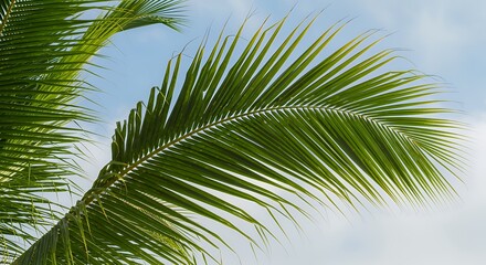 Fototapeta premium Up-Close Tropical Palm Frond in Feather-Like Arrangement with Bright Green Leaves Diagonally Centered Against Light Blue Sky and Clouds, Sunny Beach Atmosphere and Relaxing Environment in Sharp Focus