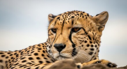 A cheetah resting with a relaxed expression, set against a blurred natural background.