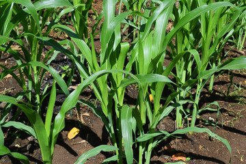 Obraz premium young corn plants in a corn field for agriculture