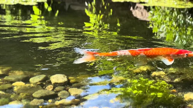 Koi Fish Swimming in Serene Pond Water.
