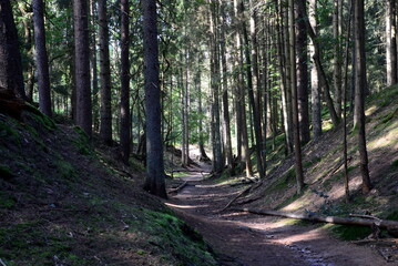 Trail in Summer in the Canyon H&ouml;llenschlucht in the Heath L&uuml;neburger Heide, Lower Saxony